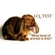 IQ Animal Series - Rabbit